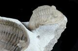 Rare Leningradites + Two Asaphus Kowalewskii Trilobites #58733-2